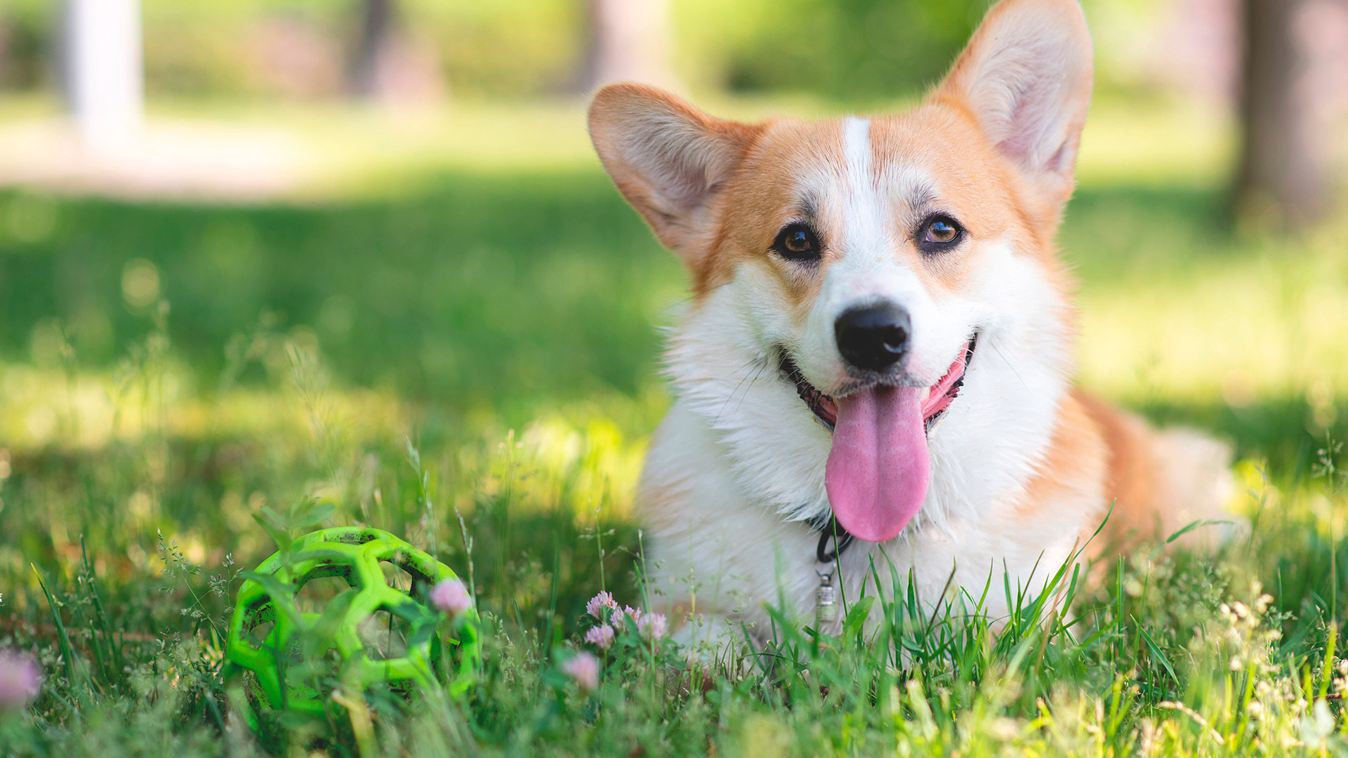 Domus Laetitae Santa Croce è una struttura pet friendly