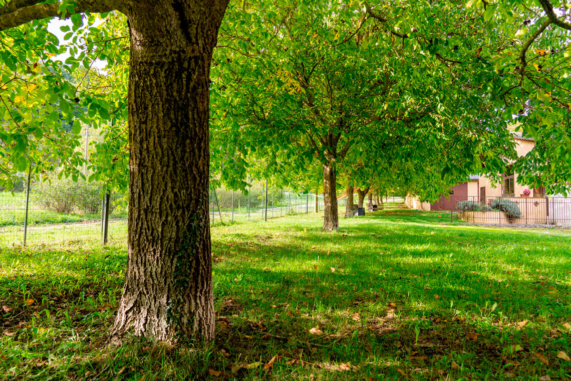 Agriturismo umbro con alberi rigogliosi e giardino, perfetto per una vacanza immersi nella natura delle colline umbre.