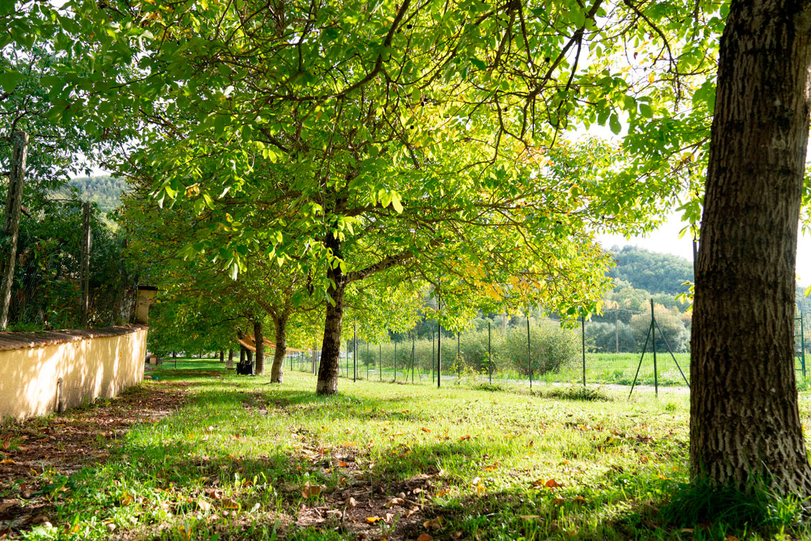 Giardino rilassante nell'agriturismo umbro, immerso tra alberi verdi e natura rigogliosa, ideale per il relax dei turisti italiani.