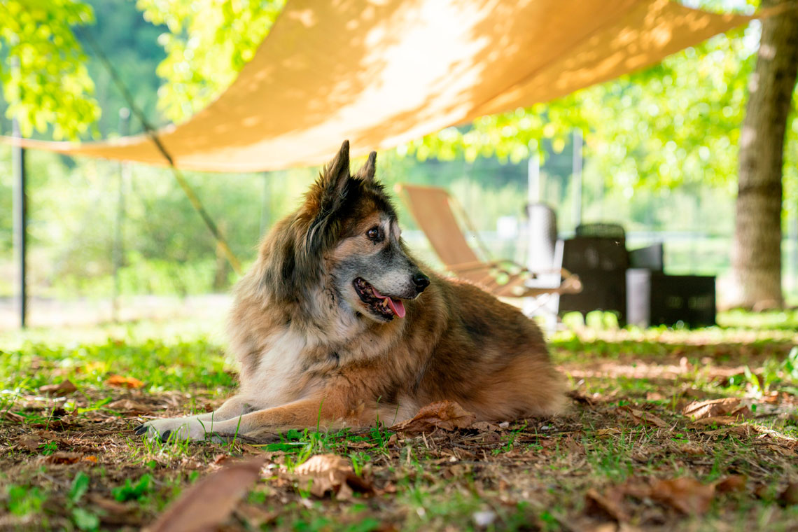 Cane rilassato all'ombra in agriturismo umbro, perfetto per turisti in cerca di tranquillità e bellezza naturale.
