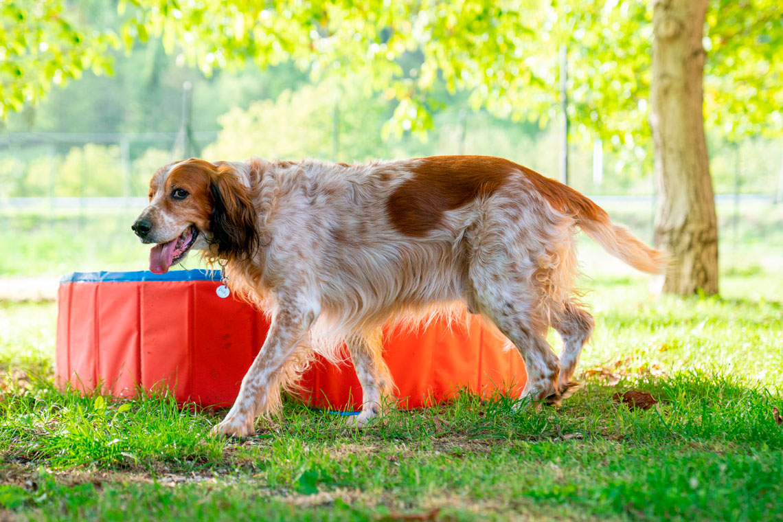 Cane felice passeggia nel giardino verde del nostro agriturismo umbro con piscina rossa.