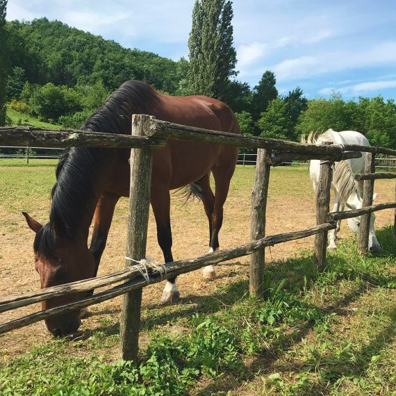 Cavalli al pascolo in un agriturismo umbro, immersi nella natura verde per un'esperienza autentica e rilassante.