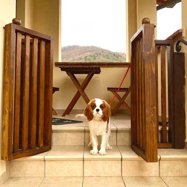Cavalier King Charles spaniel bianco e marrone su gradini in legno, tra due cancelli aperti, con vista montagna.