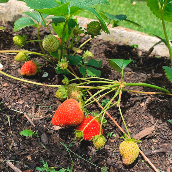 Piante di fragole fresche nel giardino dell'agriturismo umbro, ideale per una vacanza tra natura e sapori autentici.
